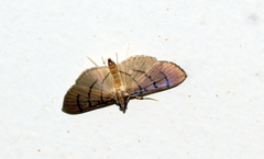 Omiodes poeonalis