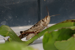 Rhammatocerus viatorius