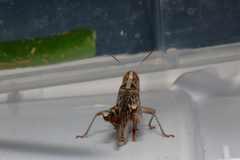 Rhammatocerus viatorius