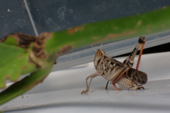 Rhammatocerus viatorius