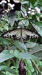 Ideopsis gaura