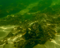 Acanthopagrus butcheri