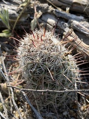 Mammillaria hutchisoniana hutchisoniana