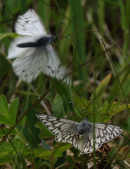 Tatochila
