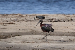 Plegadis falcinellus