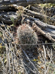 Mammillaria hutchisoniana hutchisoniana