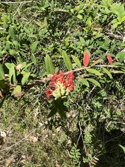 Melaleuca hypericifolia