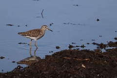 Tringa glareola