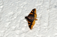 Prophantis androstigmata
