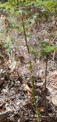 Dipodium pardalinum