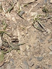 Neocicindela latecincta