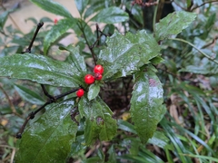 Sarcandra glabra