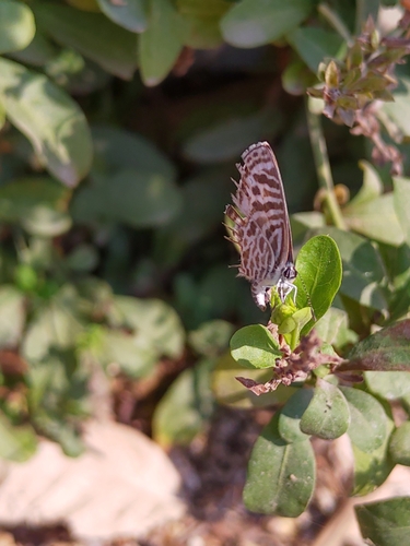 Zebra Blue photo 6