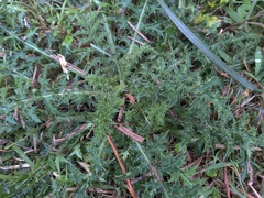 Cirsium japonicum australe