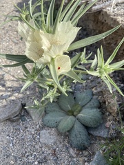 Mohavea confertiflora