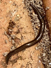 Australopacifica