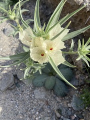 Mohavea confertiflora