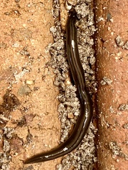 Australopacifica