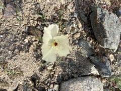 Mohavea confertiflora