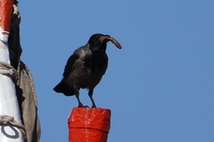 Corvus cornix