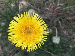 Podolepis linearifolia