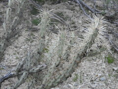 Cylindropuntia acanthocarpa