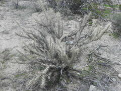 Cylindropuntia acanthocarpa