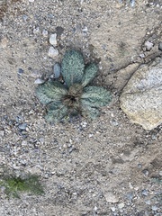 Atrichoseris platyphylla