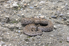 Crotalus polystictus