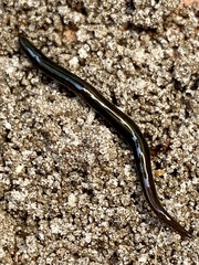 Australopacifica