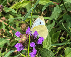 Pieris rapae rapae