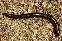 Australopacifica