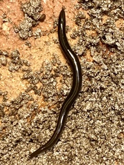 Australopacifica