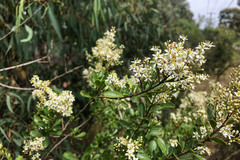 Bursaria spinosa spinosa
