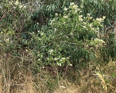 Bursaria spinosa spinosa