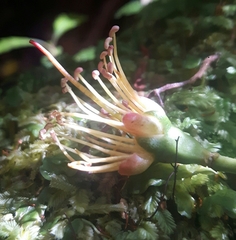 Metrosideros umbellata