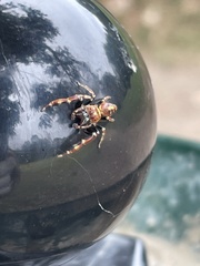 Opisthoncus sexmaculatus