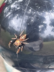 Opisthoncus sexmaculatus