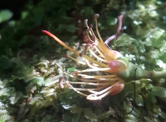 Metrosideros umbellata