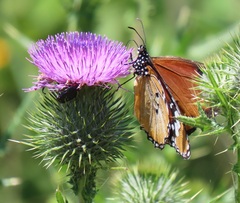 Danaus chrysippus orientis
