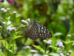 Ideopsis vulgaris