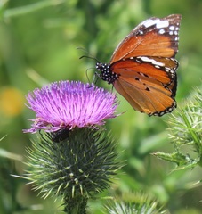 Danaus chrysippus orientis