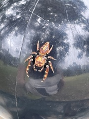 Opisthoncus sexmaculatus