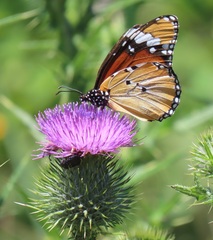 Danaus chrysippus orientis