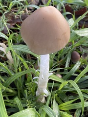 Psathyrella longipes