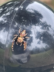 Opisthoncus sexmaculatus