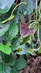 Mycalesis mineus
