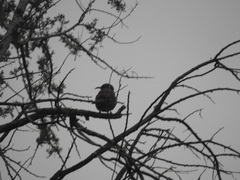 Toxostoma curvirostre