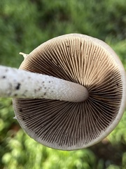 Psathyrella longipes