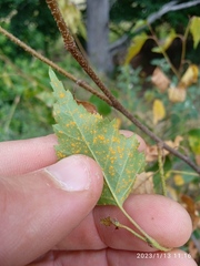 Melampsoridium betulinum
